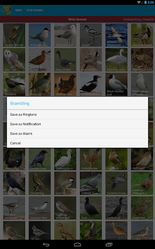 免費下載教育APP|UK Birds Sounds app開箱文|APP開箱王