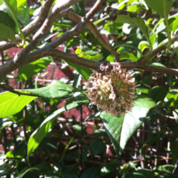Red Flowering Quince | Project Noah