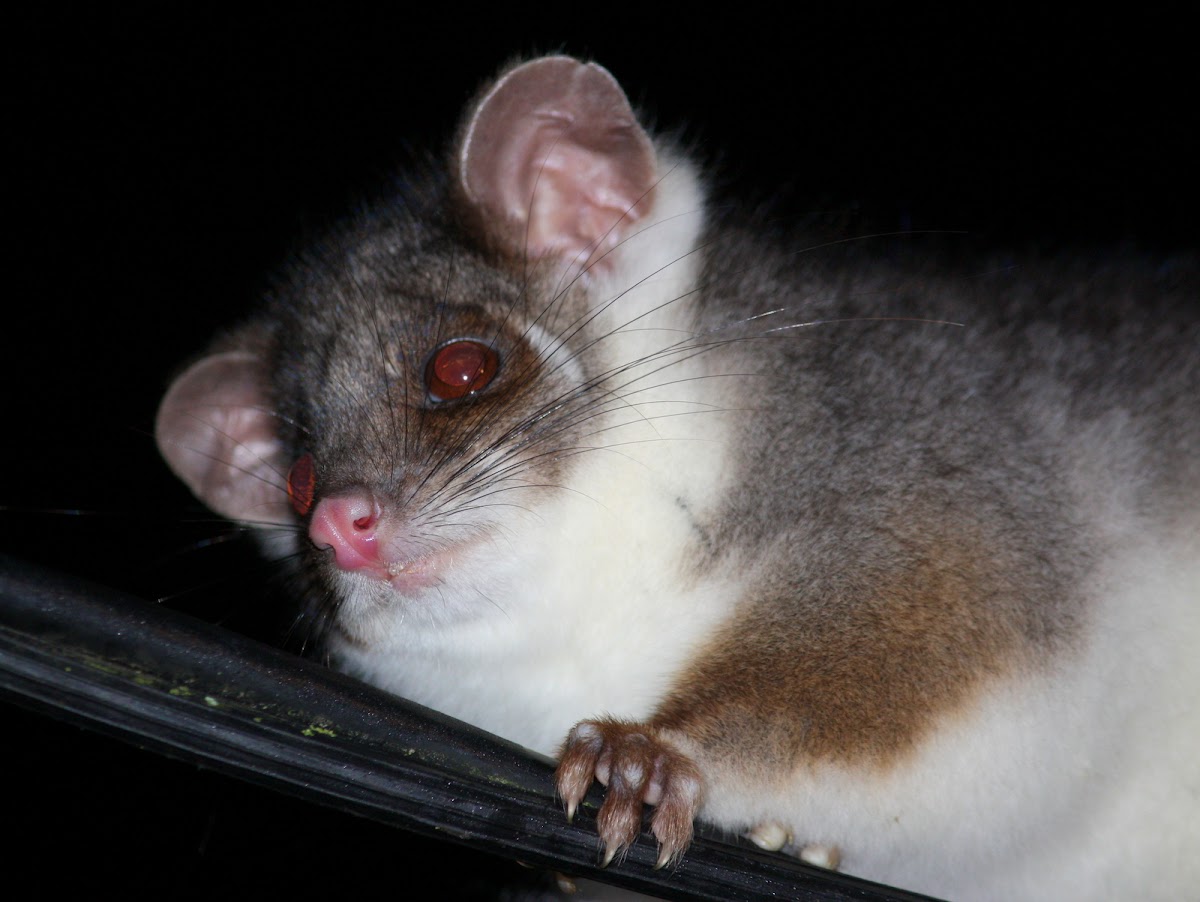 Ringtail possum