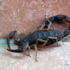 Brown Bark Scorpion
