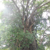 Balete tree