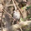 White-throated Sparrow (tan-striped form)
