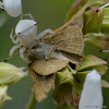 White Crab Spider