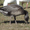 Snow Goose   dark morph immature