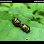green jewel bug