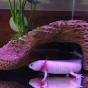 Axolotl