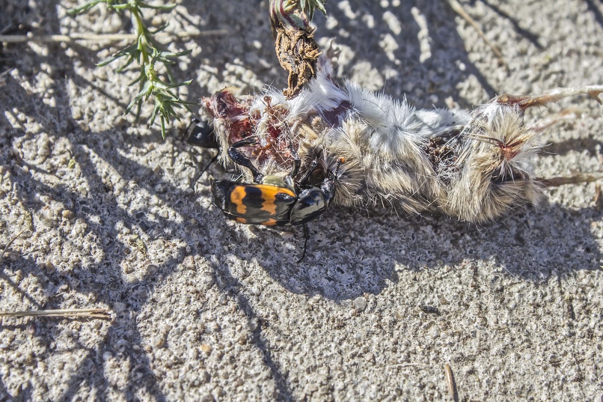 Red and Black Burying Beetle