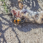Red and Black Burying Beetle