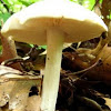 Underside of Mystery Mushroom #1 (2 of 2)