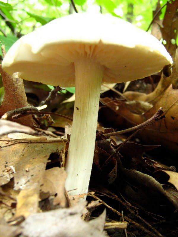 Underside of Mystery Mushroom #1 (2 of 2)