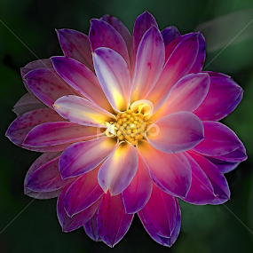 Dahlia by Nikola Vlahov - Flowers Single Flower