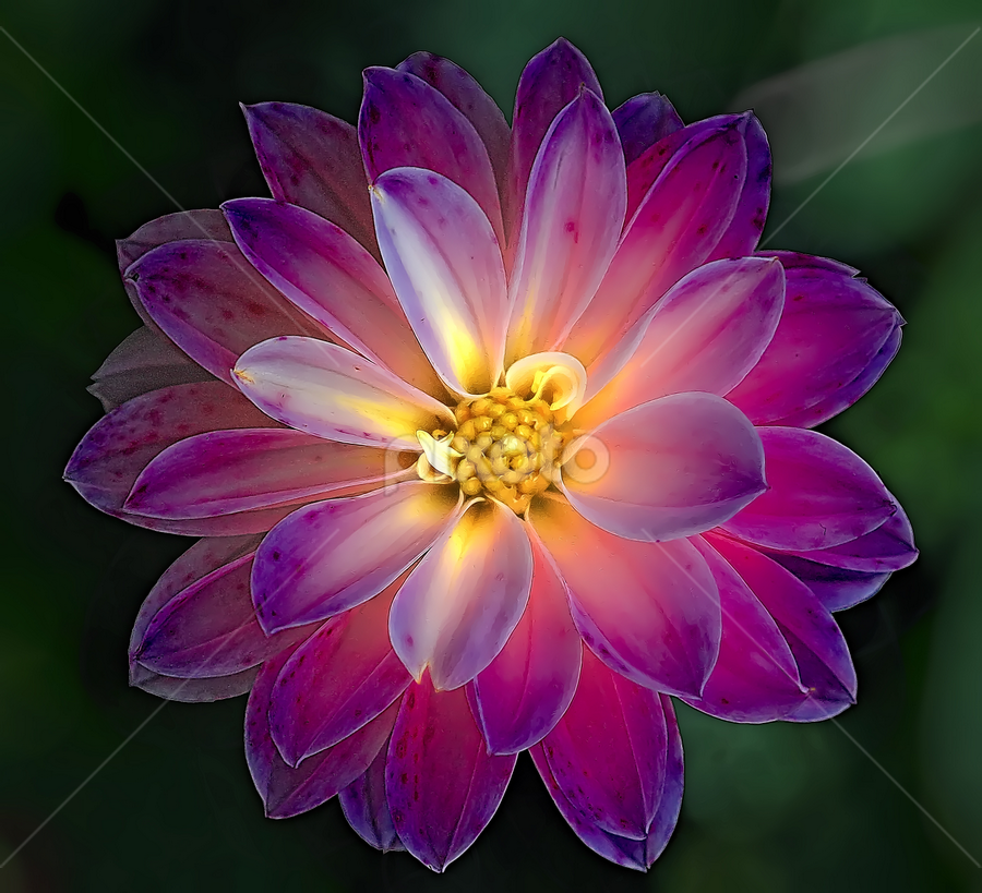 Dahlia by Nikola Vlahov - Flowers Single Flower