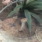 Red Diamondback Rattlesnake