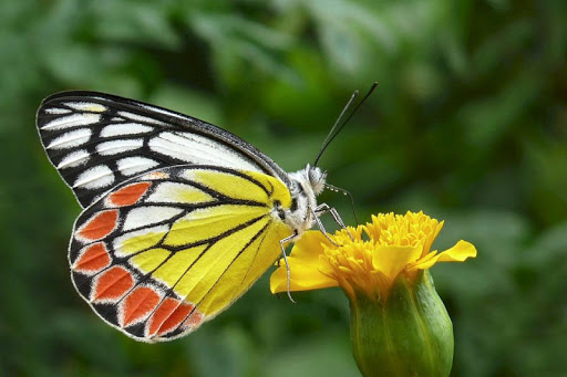 Butterfly HD Photo