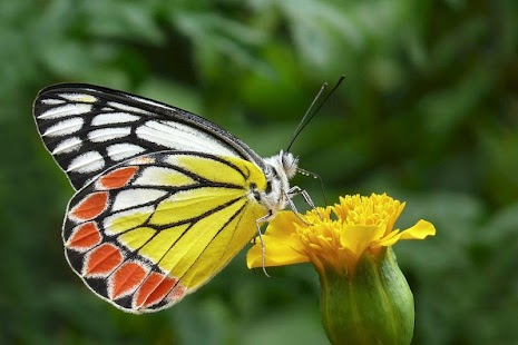 Lastest Butterfly HD Photo APK