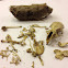 Owl pellet-rat bones