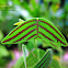 Butterfly Wing Plant