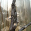 Eastern Fence Lizard