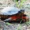 Wood Turtle