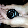 giant African millipede