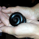 giant African millipede