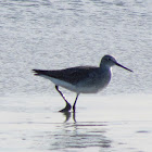 Willet