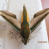 Yam Hawk moth