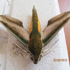Yam Hawk moth
