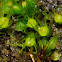 Taper-leaved earth-moss