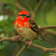 Crimson Finch (sub-adult male)