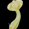 Ceropegia santapaui