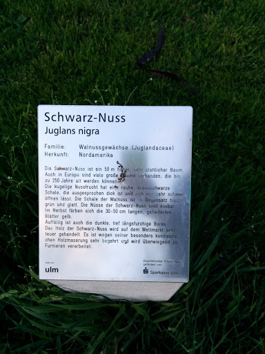 Schwarz-Nuss