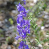 Rocket Larkspur