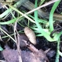 Common garden slug