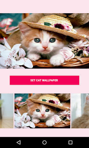 免費下載娛樂APP|Cat Wallpapers app開箱文|APP開箱王