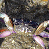 semaphore crab