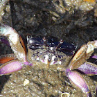 semaphore crab