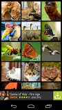 Animals Wallpapers