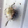 Leaf Curling Spider egg sac