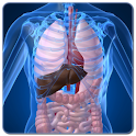 Human Body Facts