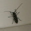 White-spotted Sawyer Beetle