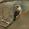 Pine Siskin