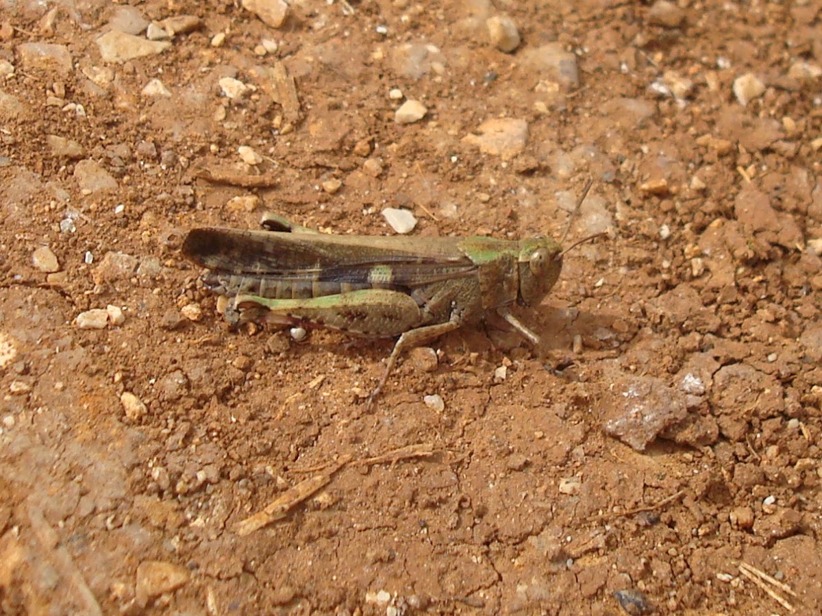 Grasshopper / Obični zeleni skakavac