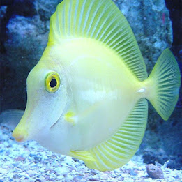 Fish Jigsaw Puzzles poster 1