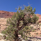 Utah Juniper