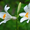 Madonna Lily,  Madonnenlilie