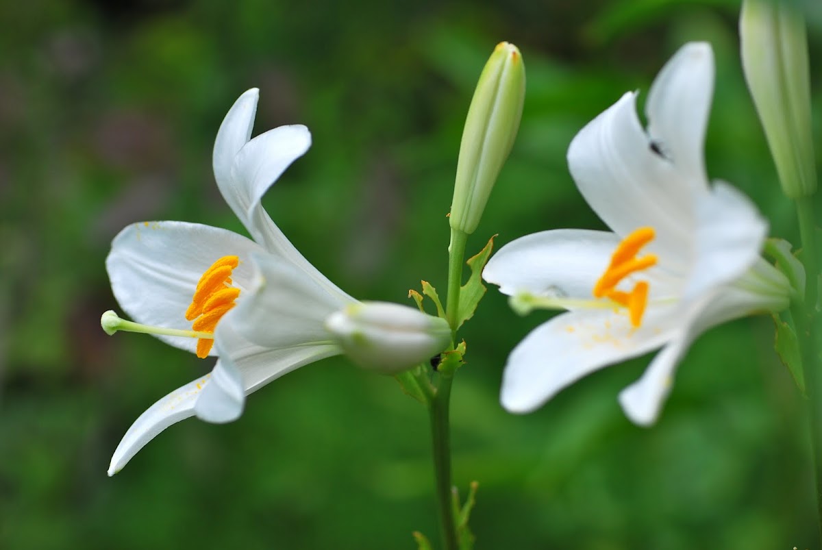 Madonna Lily,  Madonnenlilie