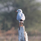 Brown headed gull