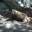 Yellow-Bellied Marmot