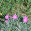 Pinks or Dianthus